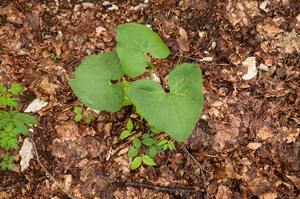 0151-Adenostyles-alpina-damp-margins-of-f-agus-sylvatica-woods