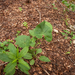 0152-Adenostyles-alpina-damp-margins-of-f-agus-sylvatica-woods