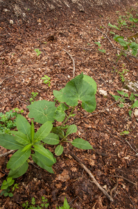 0152-Adenostyles-alpina-damp-margins-of-f-agus-sylvatica-woods