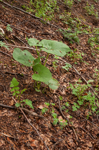 0153-Adenostyles-alpina-damp-margins-of-f-agus-sylvatica-woods