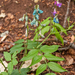 0154-lathyrus-venetus