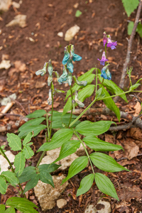 0154-lathyrus-venetus