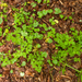 0157-blauwe-anemoon-en-speenkruid-