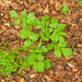0158-geum-molle--