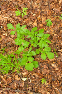 0158-geum-molle--