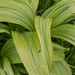 0159-plant-onbekend