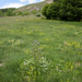 0160 Veldhondstong-Cynoglossum-officinale-margin-of-woods-stony-p