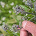 0161-Veldhondstong-Cynoglossum-officinale-margin-of-woods-stony-p