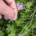 0162-Geranium-cinereum-geranium-austroapeeninum-stony-meadows