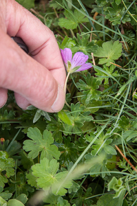 0162-Geranium-cinereum-geranium-austroapeeninum-stony-meadows