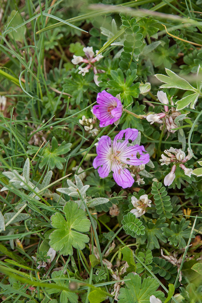 0164-Geranium-cinereum-geranium-austroapeeninum-stony-meadows