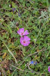 0167-Geranium-cinereum-geranium-austroapeeninum-stony-meadows