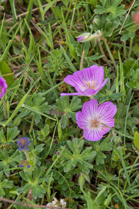 0168-Geranium-cinereum-geranium-austroapeeninum-stony-meadows