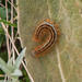 0170-rups