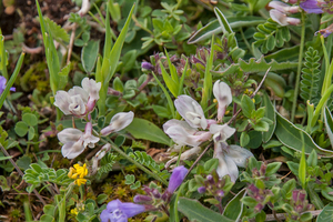 0174-Astragalus-depressus-montane-pastures