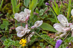 0175-Astragalus-depressus-montane-pastures