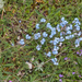 0177-Myosotis-ambigens