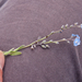 0178-Myosotis-ambigens-myosotis-graui-montane-pastures-stony-slop