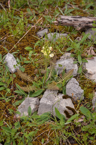 0181-pedicularis-comosa-P.Hoermanniana-P.Tuberosa