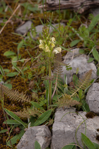 0182-pedicularis-comosa-P.Hoermanniana-P.Tuberosa