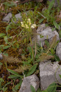 0183-pedicularis-comosa-P.Hoermanniana-P.Tuberosa