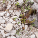 0186-Tripmadam---Sedum-rupestre-stony-areas-and-cliffs-pastures