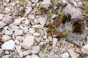 0186-Tripmadam---Sedum-rupestre-stony-areas-and-cliffs-pastures