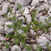 0190-schermbloem-onbekend