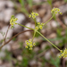 0192-schermbloem-onbekend