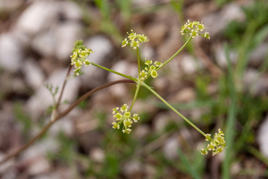 0192-schermbloem-onbekend