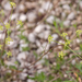 0193-schermbloem-onbekend