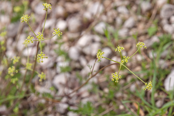 0193-schermbloem-onbekend