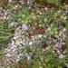 0194-schermbloem-onbekend