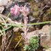 0197-Saxifraga-porophylla