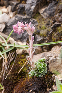 0197-Saxifraga-porophylla