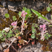0198-Saxifraga-porophylla