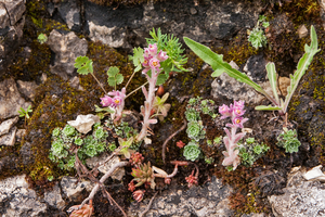 0198-Saxifraga-porophylla