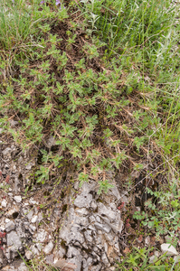 0199-Astragalus-sirinicus-stony-pastures-at-high-altitude