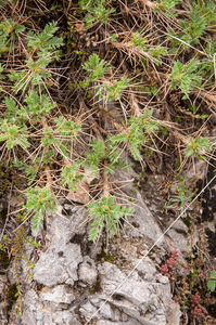 0200-Astragalus-sirinicus-stony-pastures-at-high-altitude