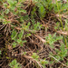 0201-Astragalus-sirinicus-stony-pastures-at-high-altitude