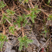 0202-Astragalus-sirinicus-stony-pastures-at-high-altitude