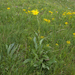 0211-Senecio-scopolii