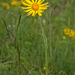 0212-Senecio-scopolii
