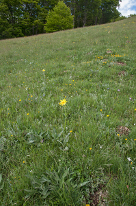 0213-Senecio-scopolii-stony-pastures