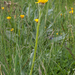 0214-Senecio-scopolii-stony-pastures