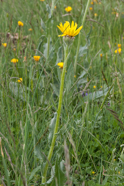 0214-Senecio-scopolii-stony-pastures