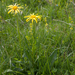 0215-Senecio-scopolii-stony-pastures