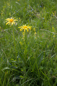 0215-Senecio-scopolii-stony-pastures