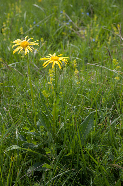 0215-Senecio-scopolii-stony-pastures
