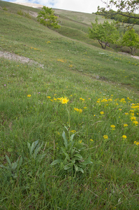 0218-Senecio-scopolii